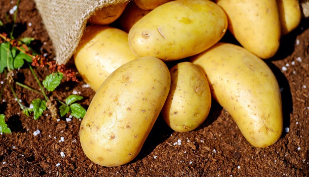 How Many Potatoes Grow From One Potato How Many Potatoes Grow From One Potato