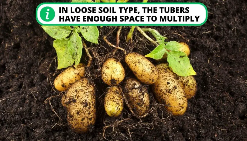 Loose Soil is Ideal for the Fast Growth of Potato Plants