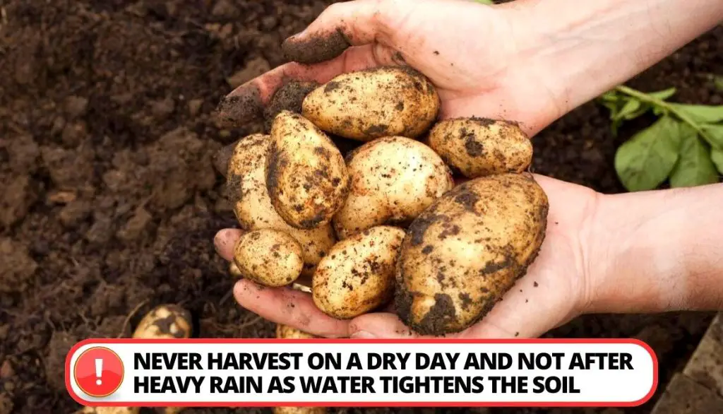 Methods to Harvest Potatoes How to Harvest Storage Potato Crops