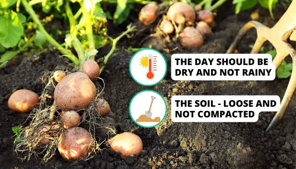 Methods to Harvest Potatoes New Potatoes Grow Cycle and Harvest
