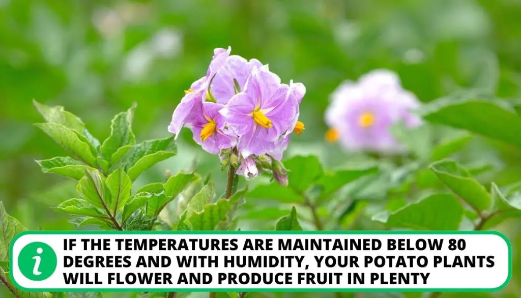 Potato Plant Flower Climate