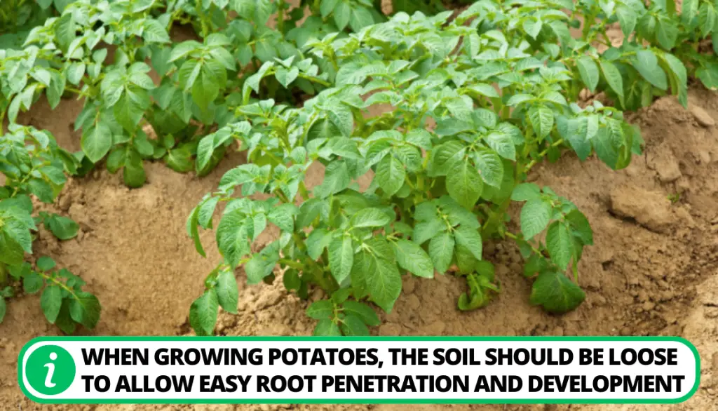 Soil Surface For a Potato Plant to Develop At The Right Stage