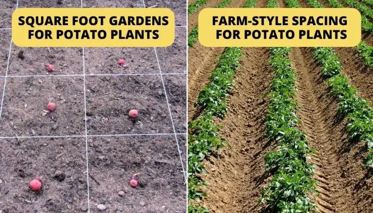 How Many Potatoes Grow From One Potato: Check The Number!