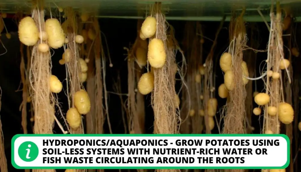 Techniques For Growing Potato Plants Hydroponics Aquaponics