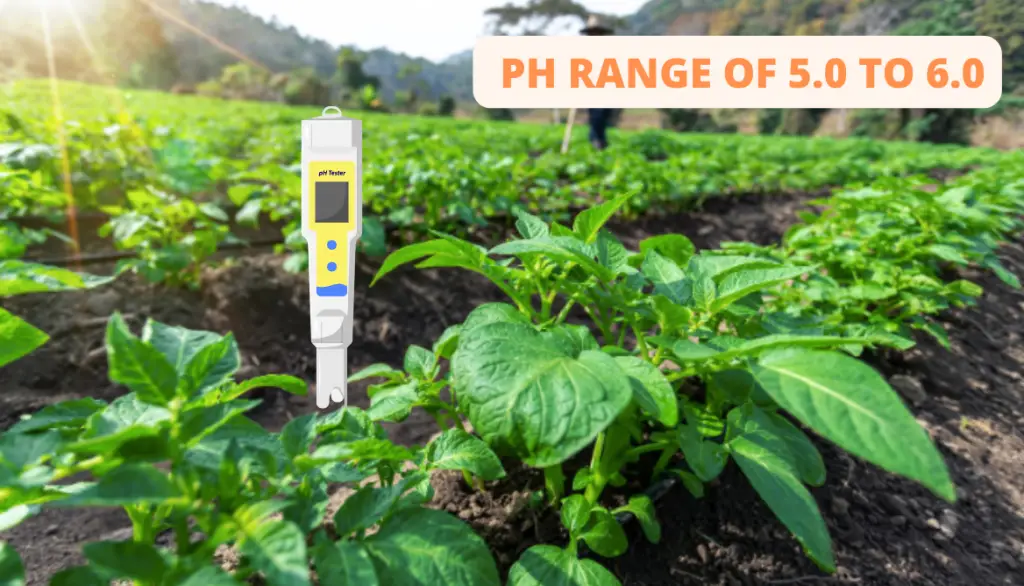 pH Potatoes. The Best Soil For Potato Crop