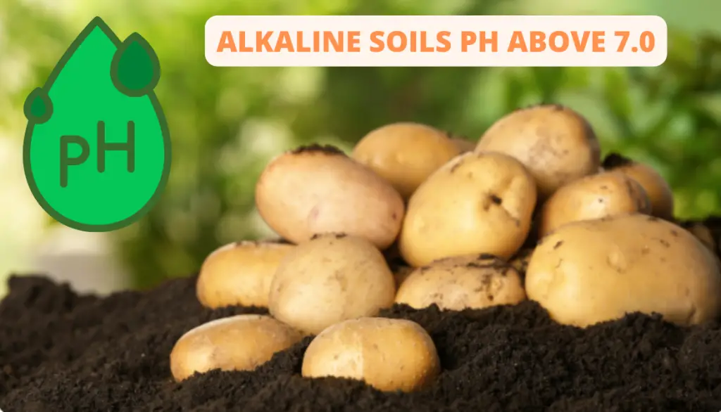 The Ideal Soil pH Potatoes for Planting