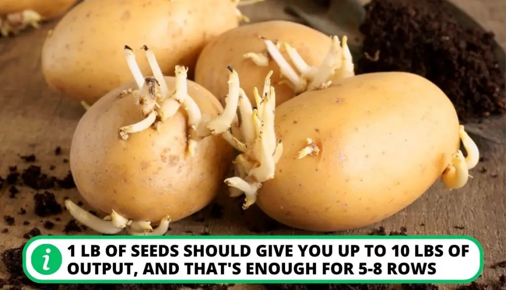 Tips for Planting Potato Eyes