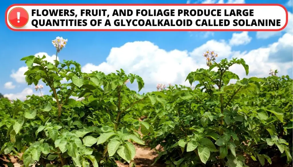 Toxicity of Potato Plant Flowers, Potato Fruit, and Foliage