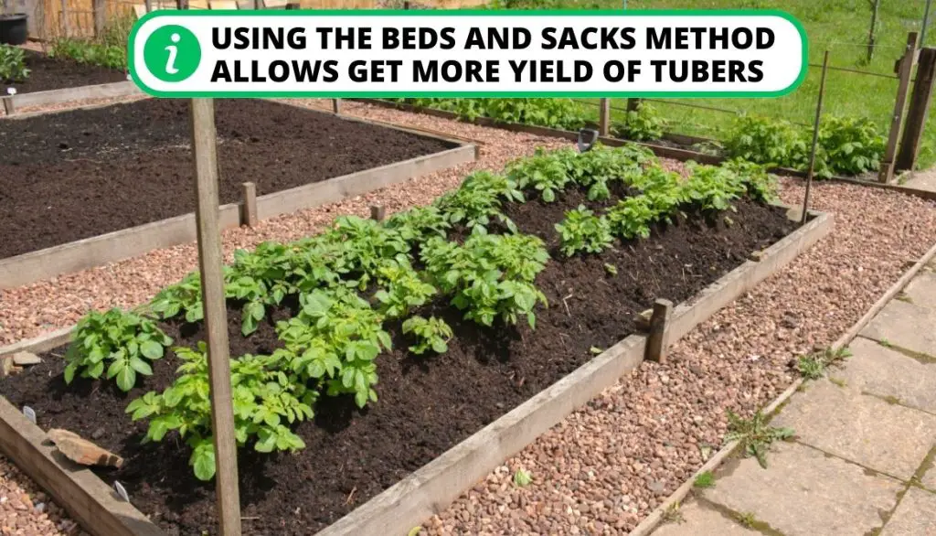 Using the Beds and Sacks Method for Growing the Planted Potatoes
