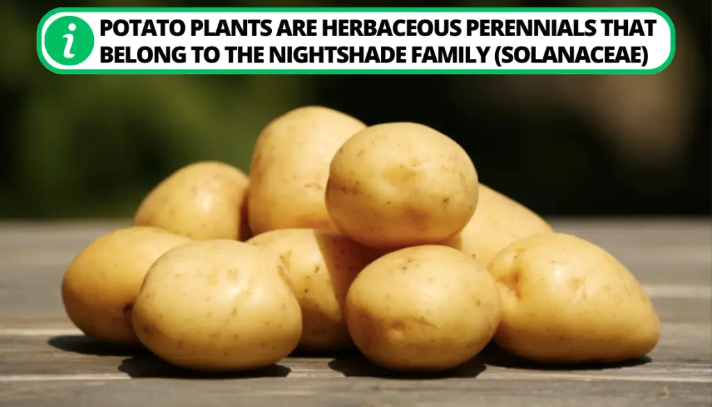 What do Potato Plants Look Like. Potato plants
