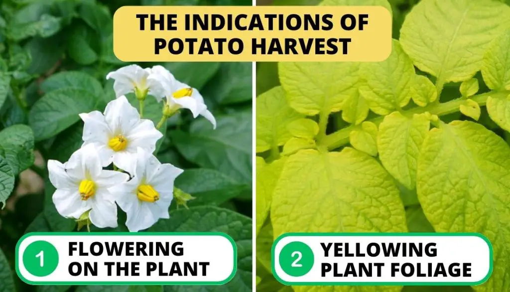 What do Potato Plants Look Like When Ready to Harvest Identifying the Indicators