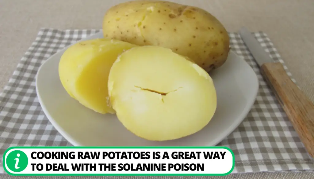 What to Consider When Feeding Potatoes to Chicken