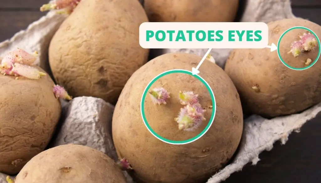 Where are the Eyes on a Potato