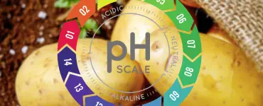 pH Potatoes