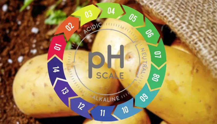 pH Potatoes