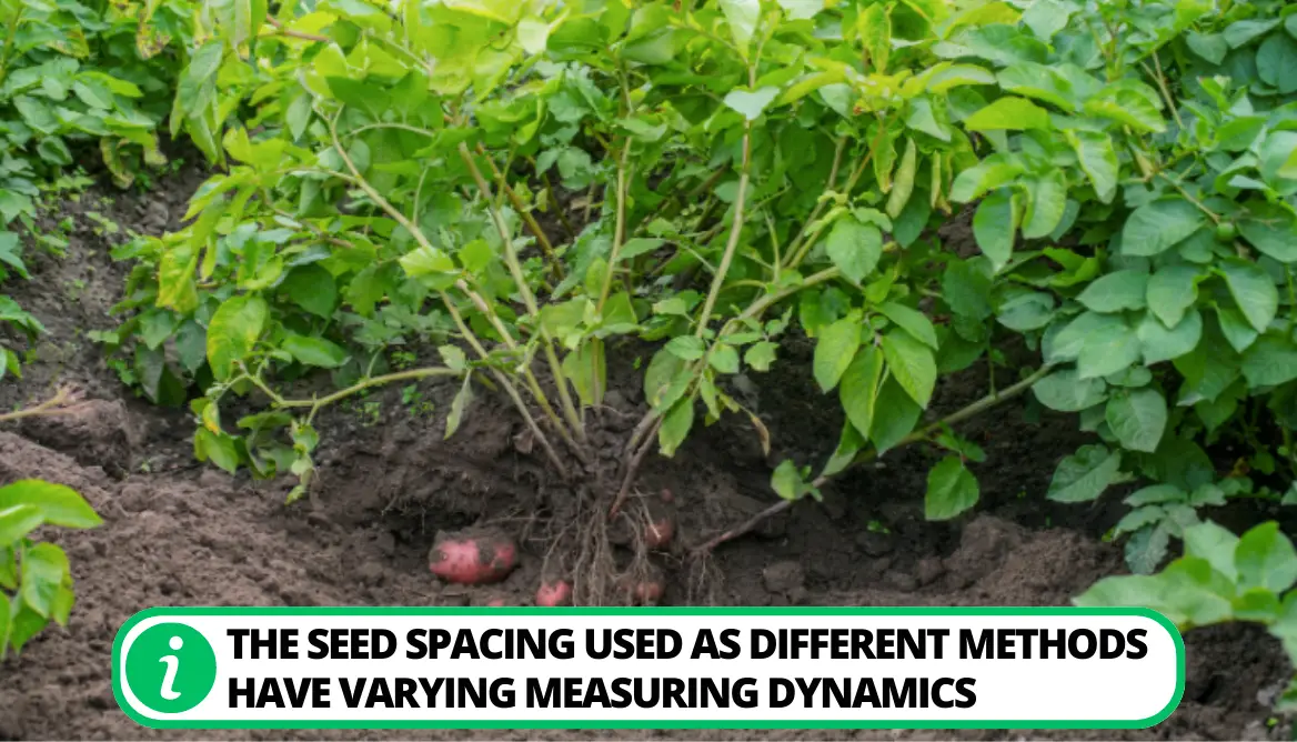 How Deep To Plant Potatoes 3 Effective Deep Planting Options   Understanding Of Planting Depth 