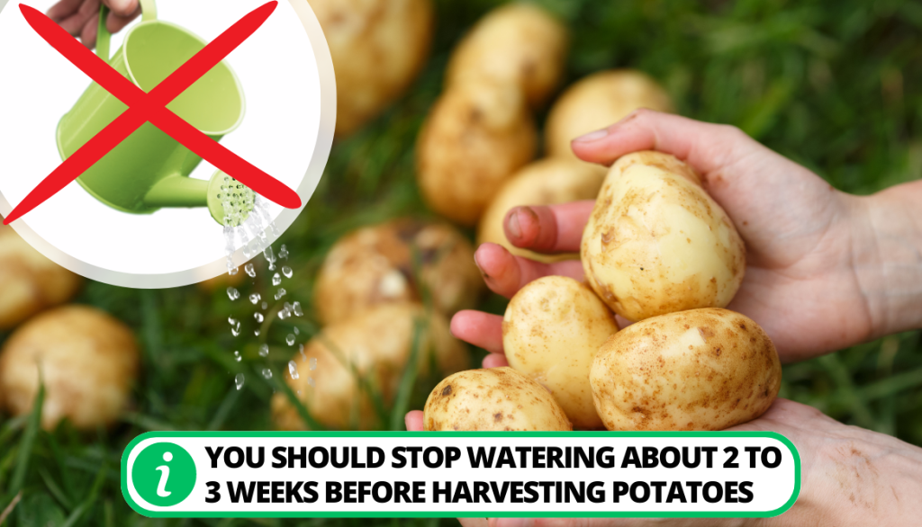 Do you Wash Potatoes before Storing. Harvest Time