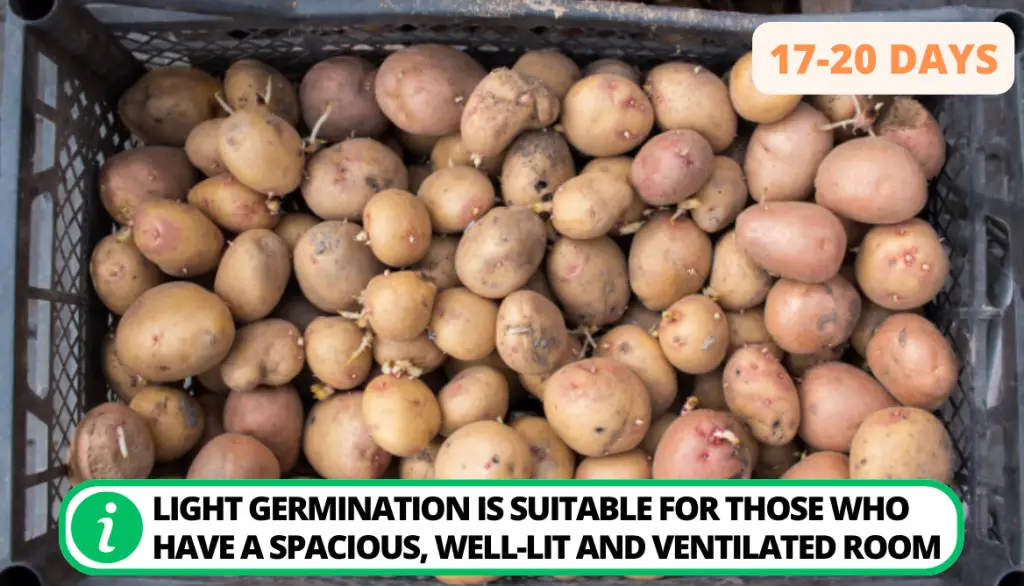 How to Get Potatoes to Sprout Eyes. Light-Induced Germination: Pre-Planting Phase (17-20 Days)