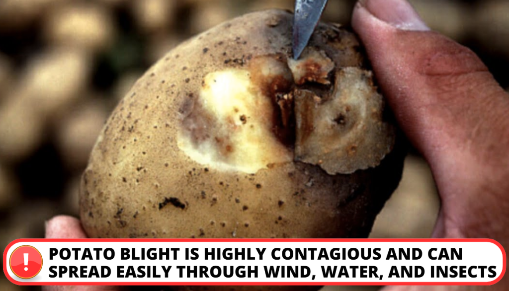 Potato Blight