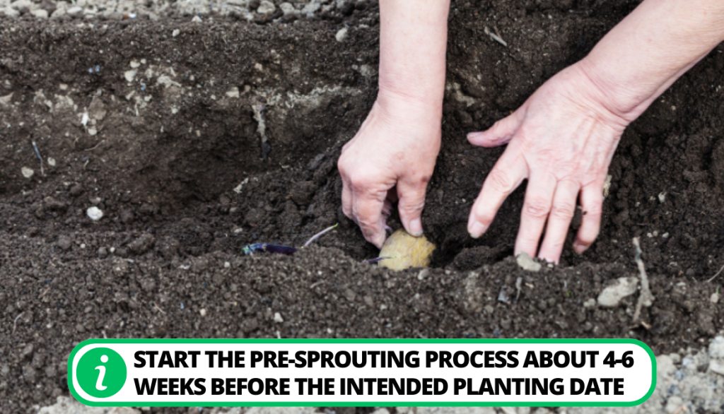 Pre-Sprouting (Chitting Potatoes)