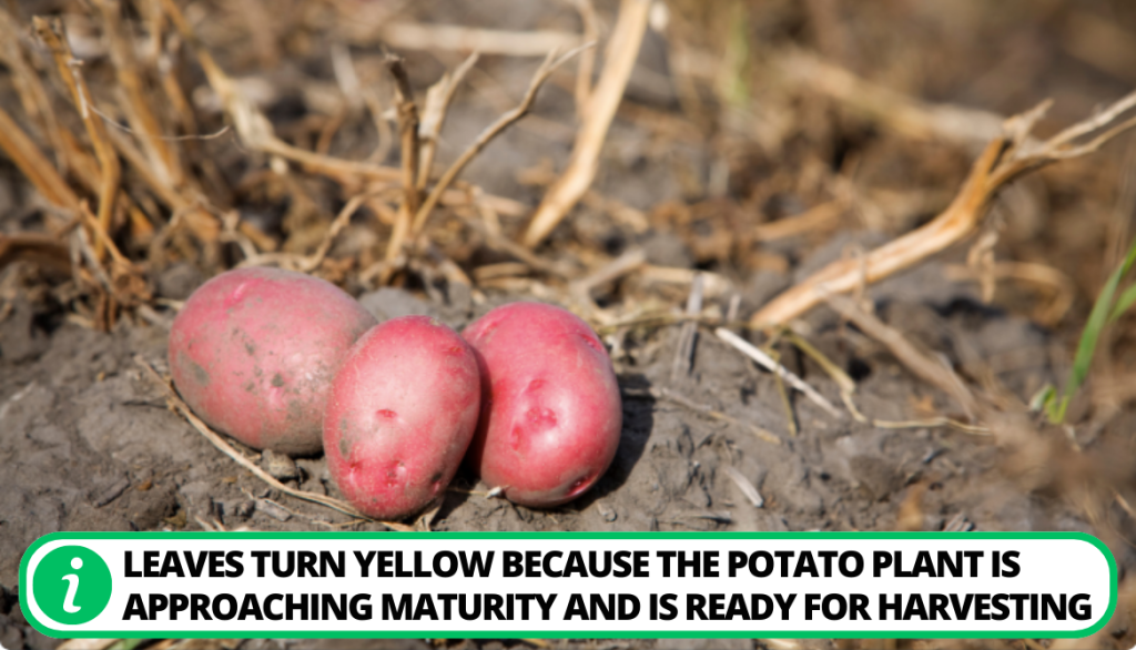 Potato Leaves Turning Yellow. Ready for Harvest