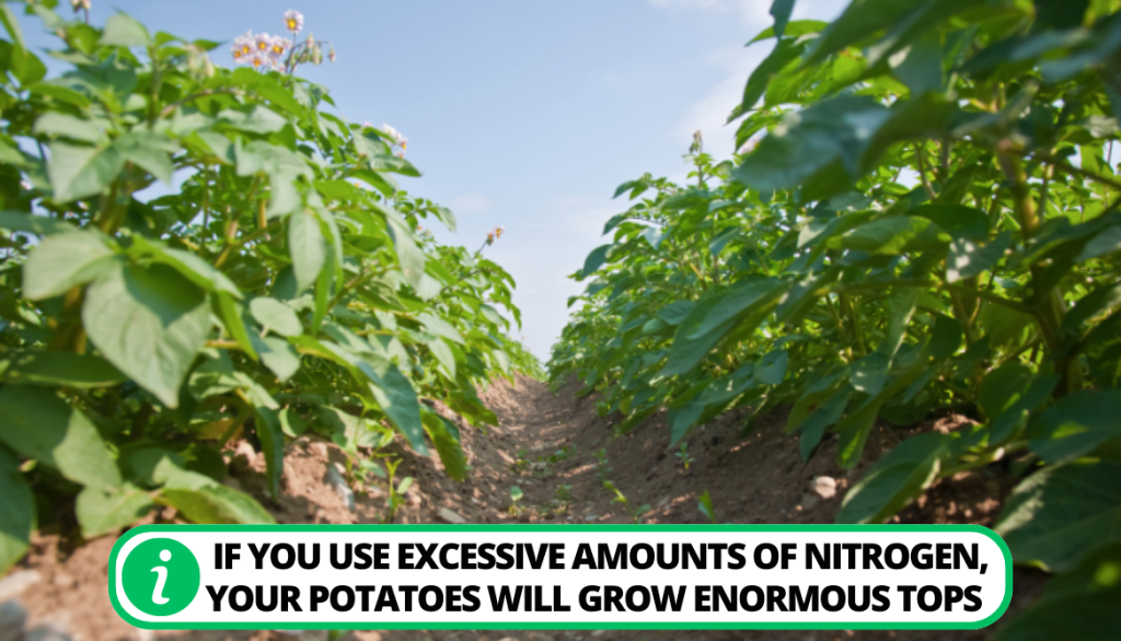 Potato Plant Falling Over. Tall Potato Plants From Excess Nitrogen