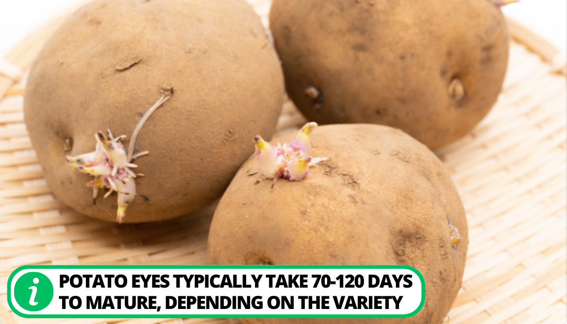 How To Get Potatoes To Sprout Eyes 3 Effective Easy Methods