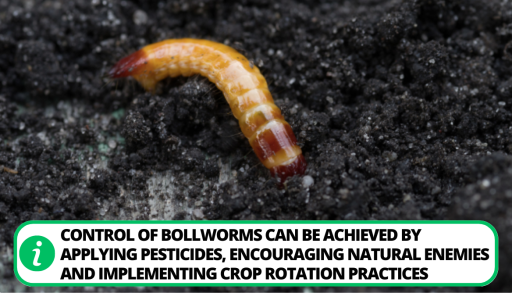 Wireworms