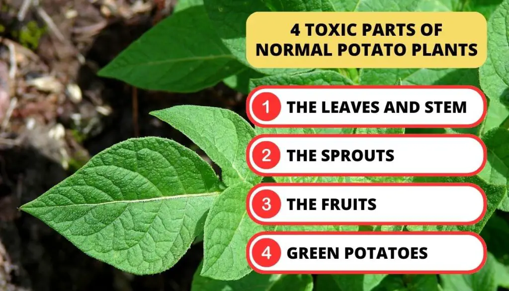 4 Parts Of Normal Plants Considered Toxic