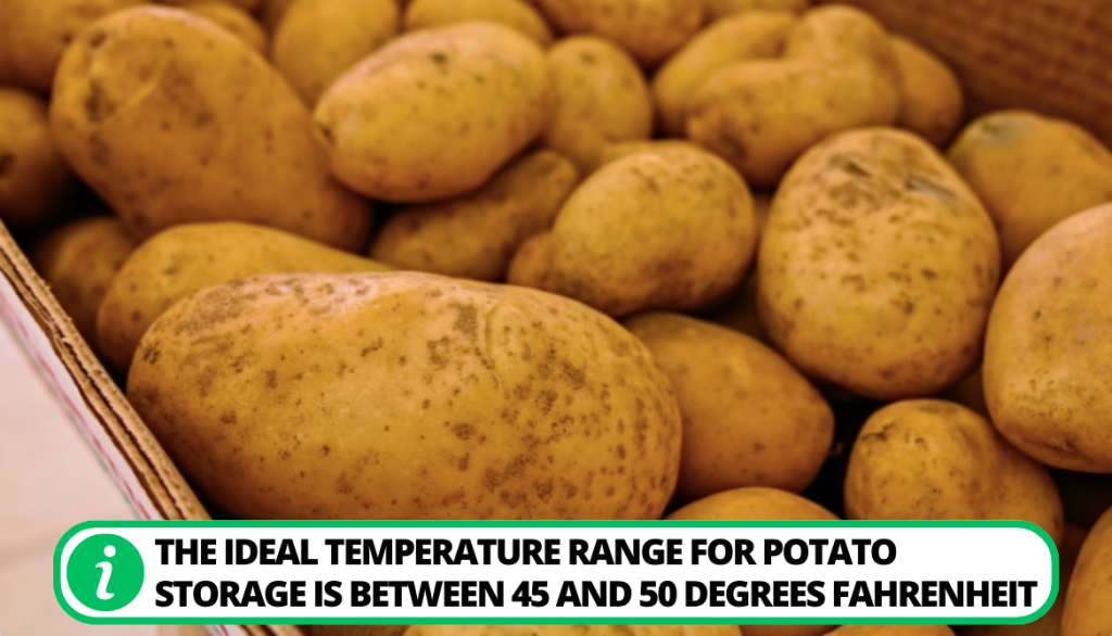 5 Handy Tips For Successfully Storing Potatoes Long-Term