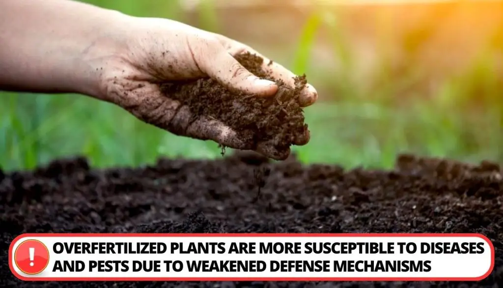 6 Effects Of Over Fertilizing Potato Plant