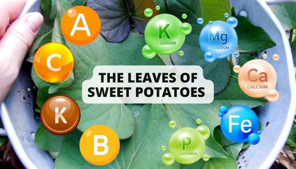 8 Perks Of Sweet Potato Leaves