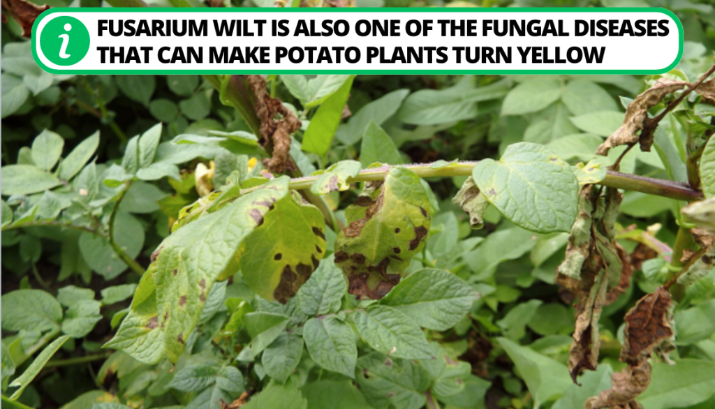 Fusarium Wilt