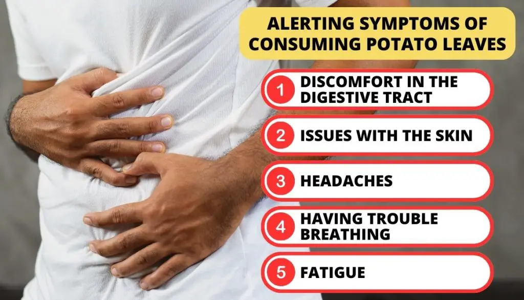 Alerting Results of Consuming Potato Leaves on Your Well-Being