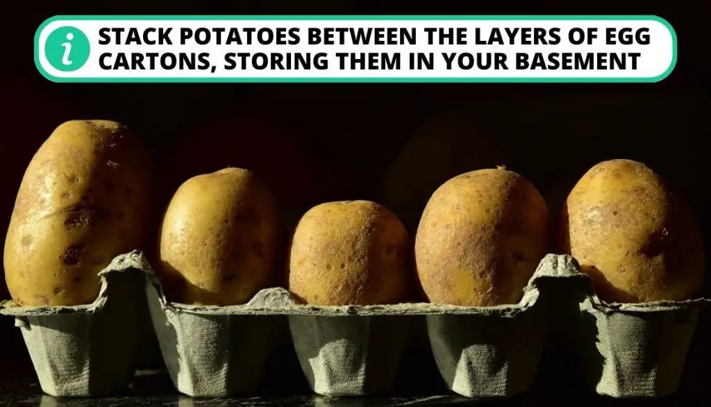 Best Location to Store Potatoes After Curing - Basement
