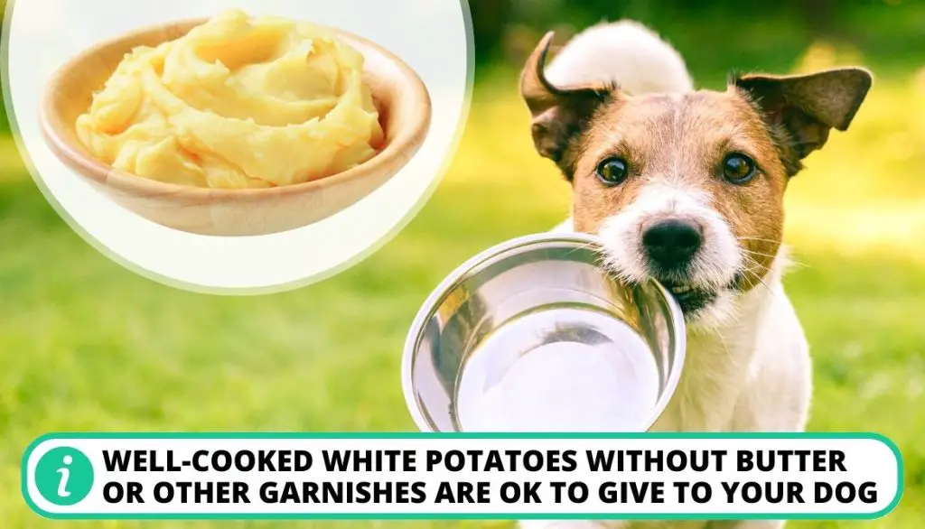Can Dogs Eat Potato Skin Cooked White Potato