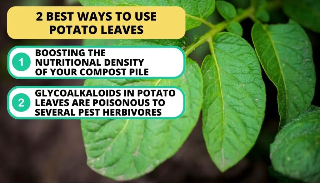 Can I Eat Potato Leaves Best Ways To Use Potato Leaves