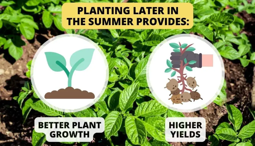 Can You Still Plant Potatoes In July Benefits