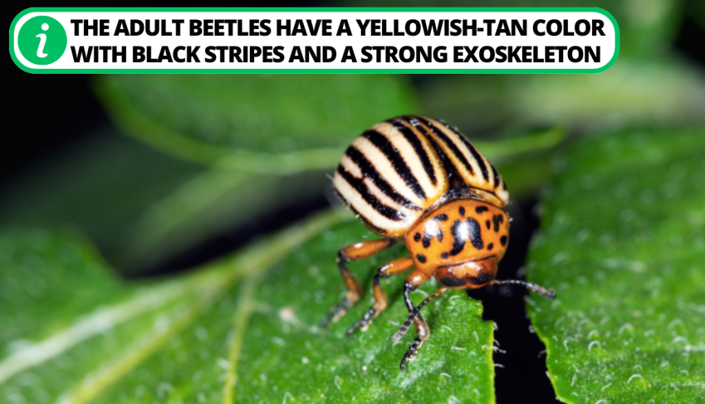 Colorado Potato Beetle