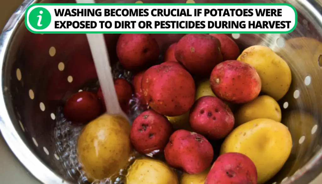 Do You Need to Wash Potatoes Before Storing Them?