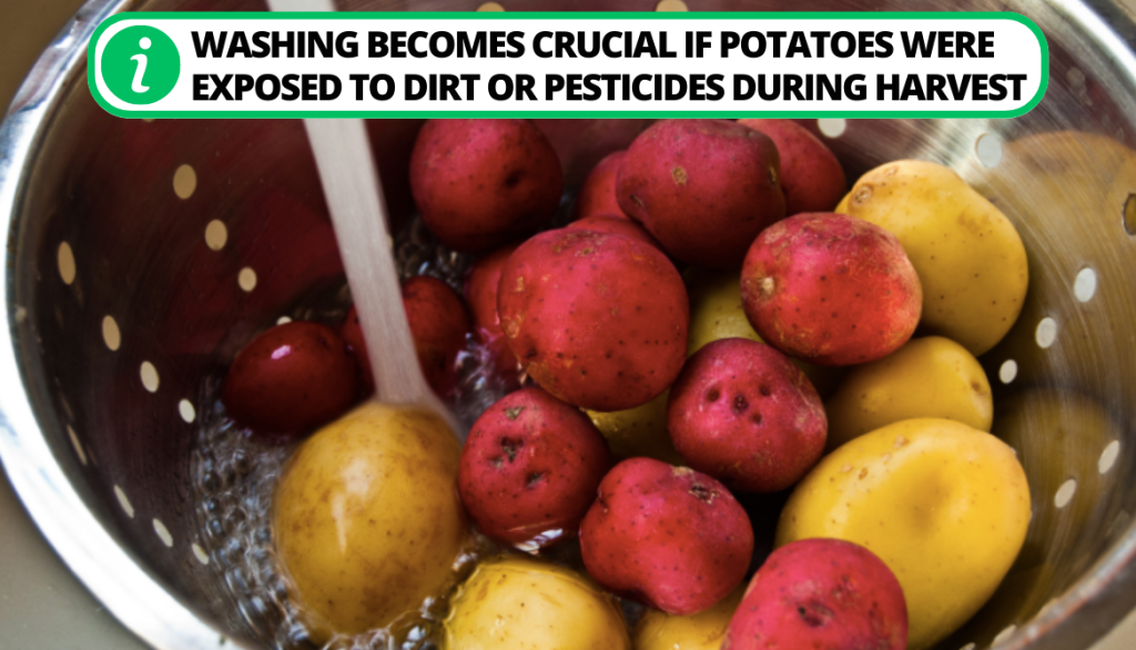 Do You Need to Wash Potatoes Before Storing Them?