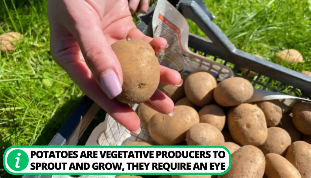 Does Every Potato Have Eyes?