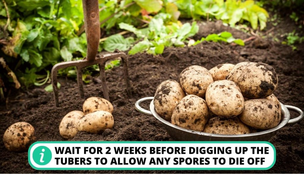 Harvest the Potatoes on Time