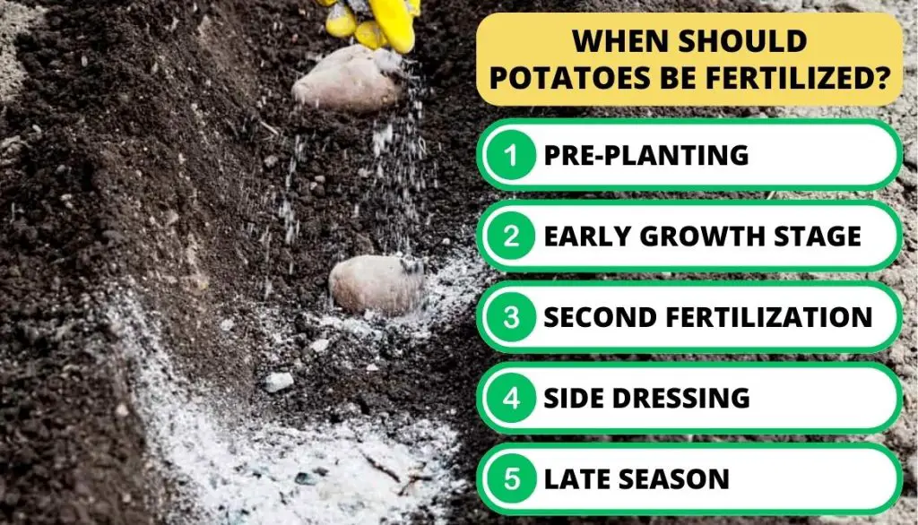Homemade Fertilizer For Potatoes