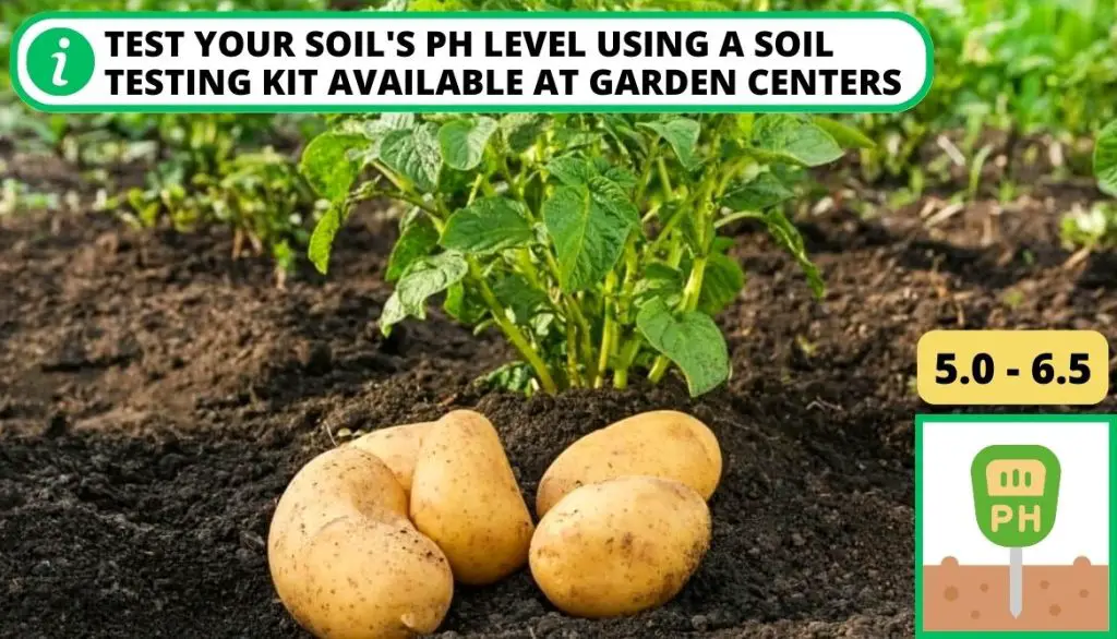 Homemade Fertilizer For Potatoes Check Soil pH