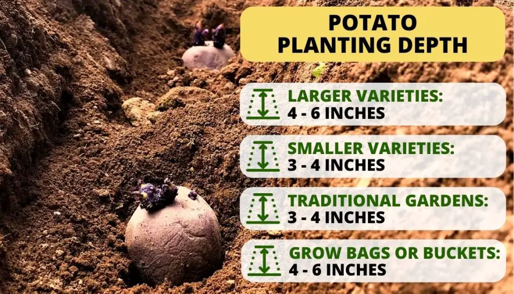 How Deep Should I Plant Potatoes
