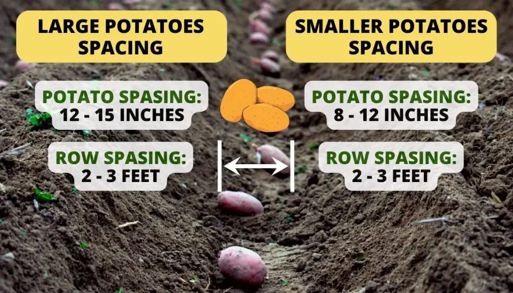 How Far Apart Should I Plant Potatoes