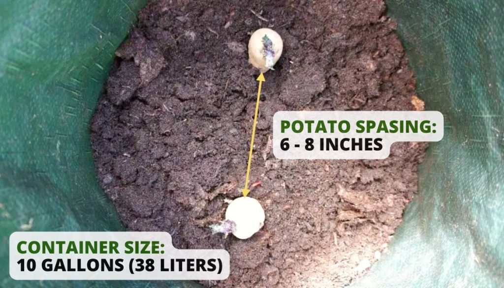 How Far Apart Should I Plant Potatoes Grow Bags or Buckets