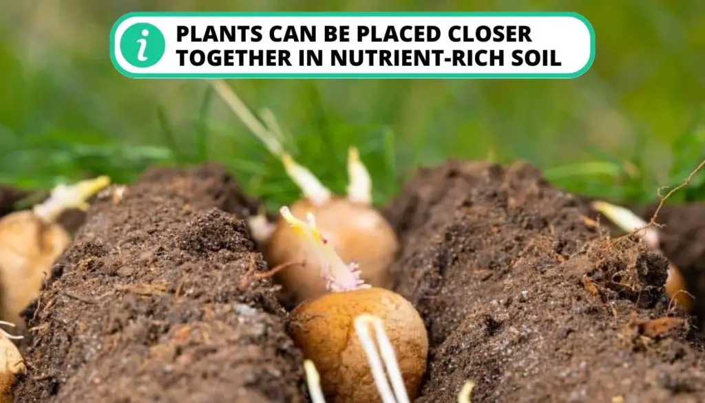 How Far Apart Should I Plant Potatoes Soil Surface
