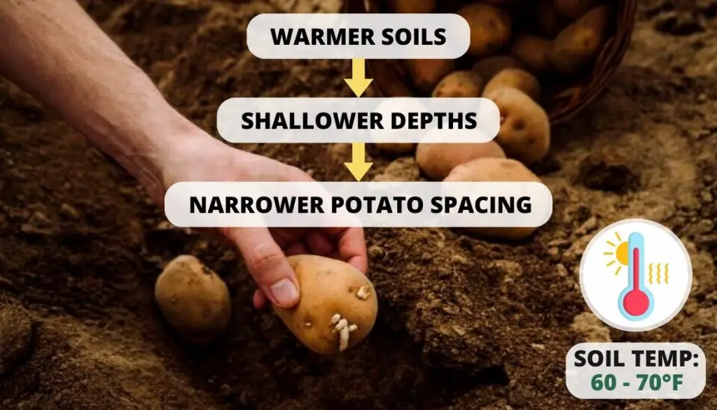 How Far Apart Should I Plant Potatoes Soil Temperature